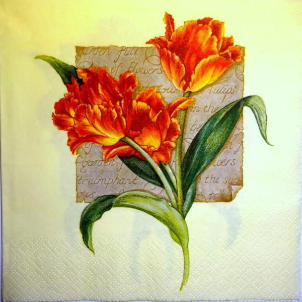 089 Tulpen - 3 lagig - Ti Flair CS